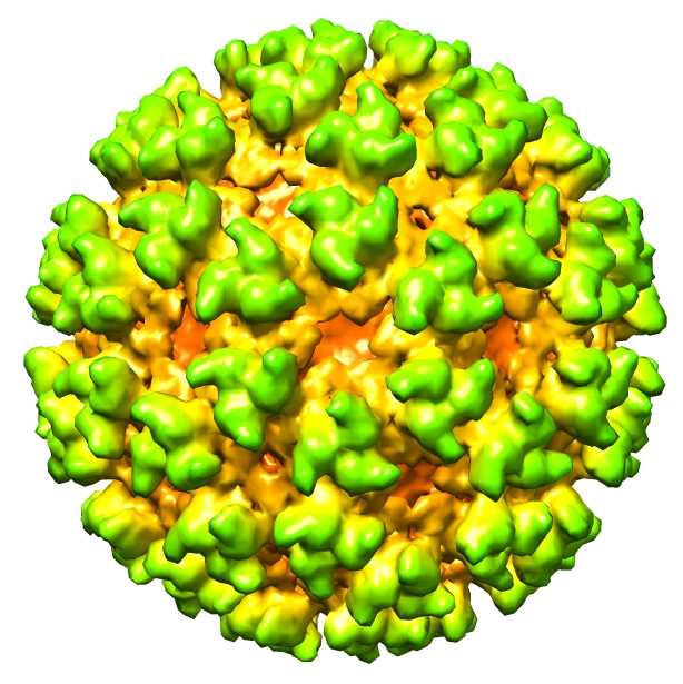 Semliki Forest Virus – Creative Biolabs