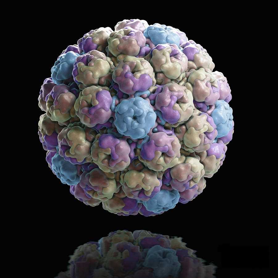 Simian Immunodeficiency Virus Vaccine - Creative Biolabs