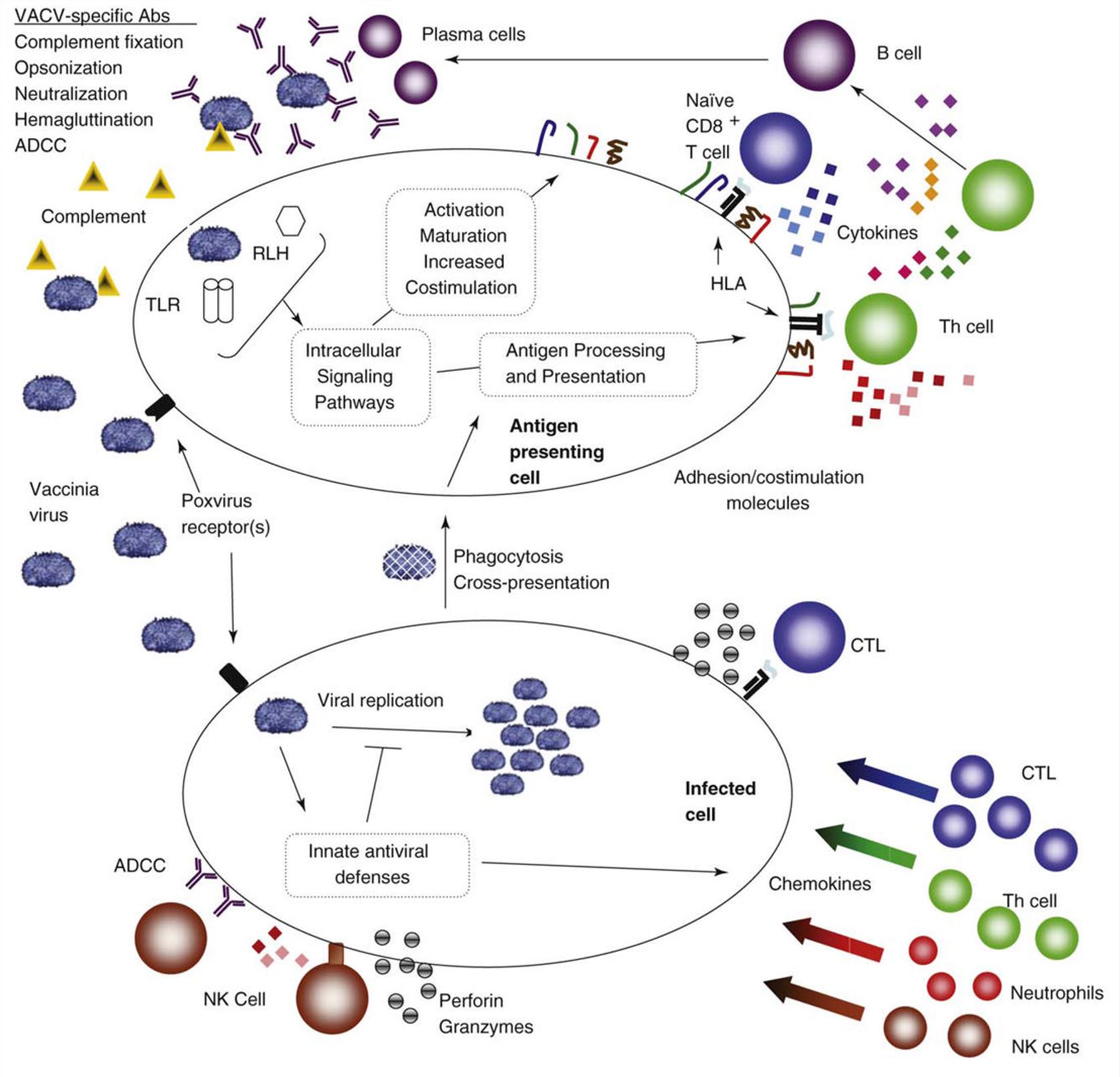 Immune response pathways activated by variola virus