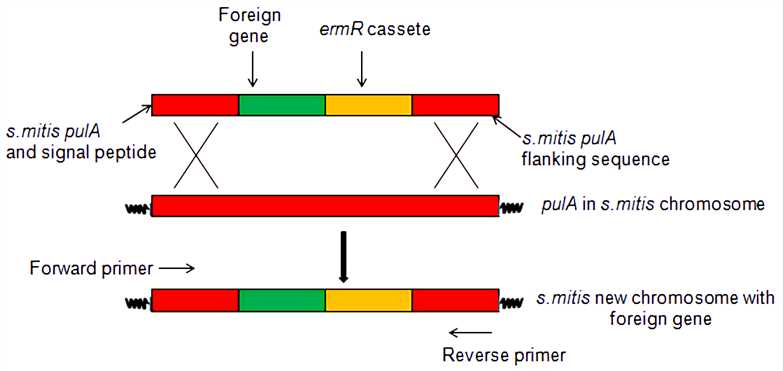 Schematic representation of the homologous recombination in S. mitis.