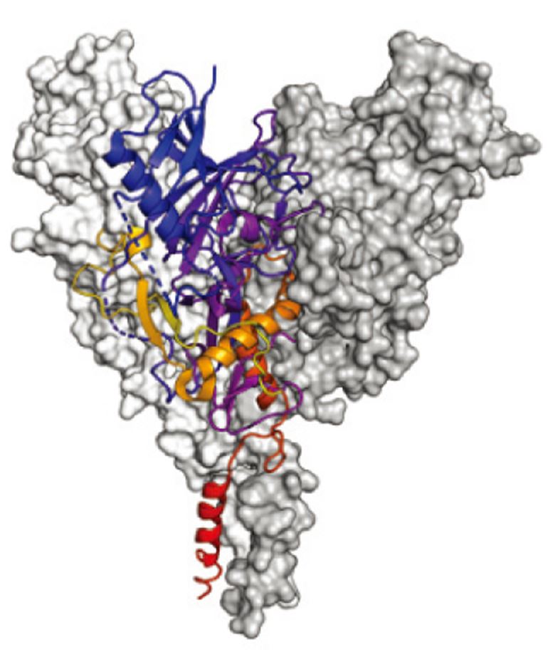 Structure-based Immunogen Design