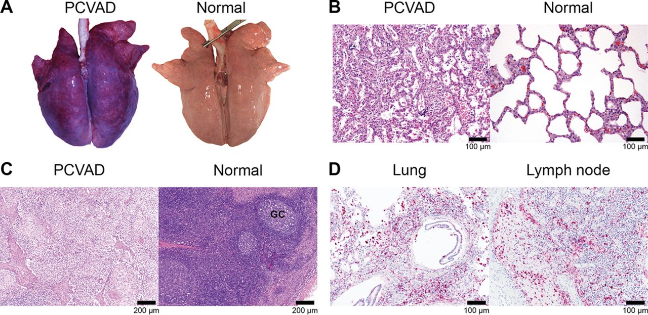The images shown are representative of the lesions of PCVAD-affected pigs necropsied between 32 and 42 days after combined PRRSV and PCV2 challenge.