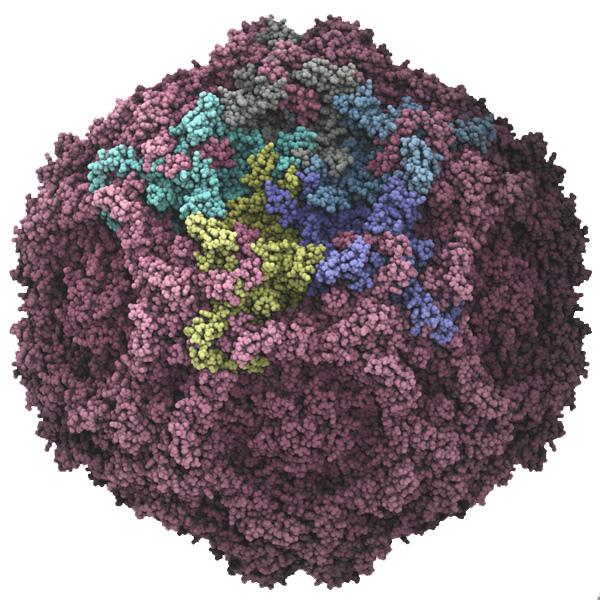 A 3D model of the parvovirus.