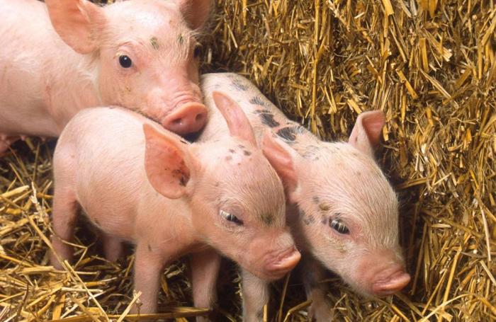 Pseudorabies Vaccine – Creative Biolabs