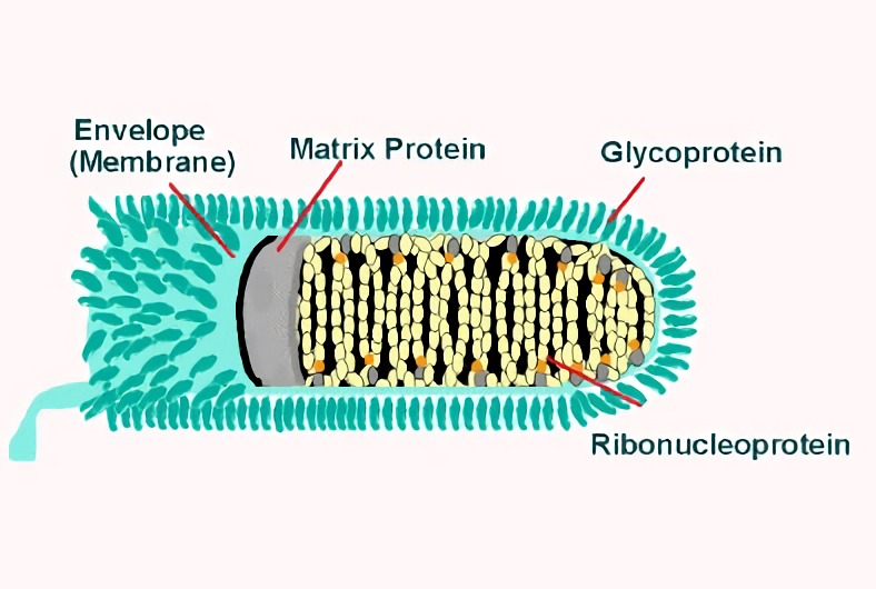 Rabies virus – Creative Biolabs.