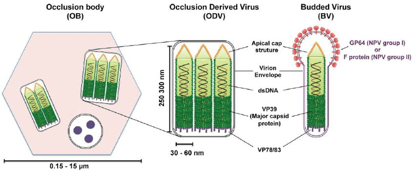 Schematic diagrams of the structure of baculovirus occlusion bodies (OB), occlusion-derived virion (ODV) and budded virion (BV).