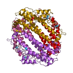 Cartoon representation of the molecular structure of protein registered with 1yw0 code.