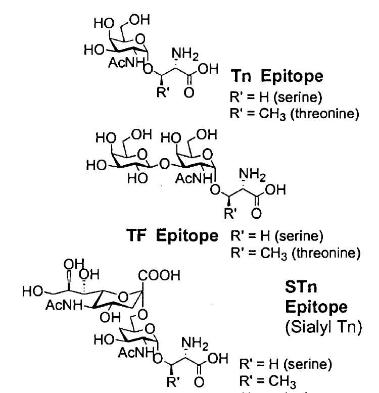 Structures of TF, Tn and sTn Antigens