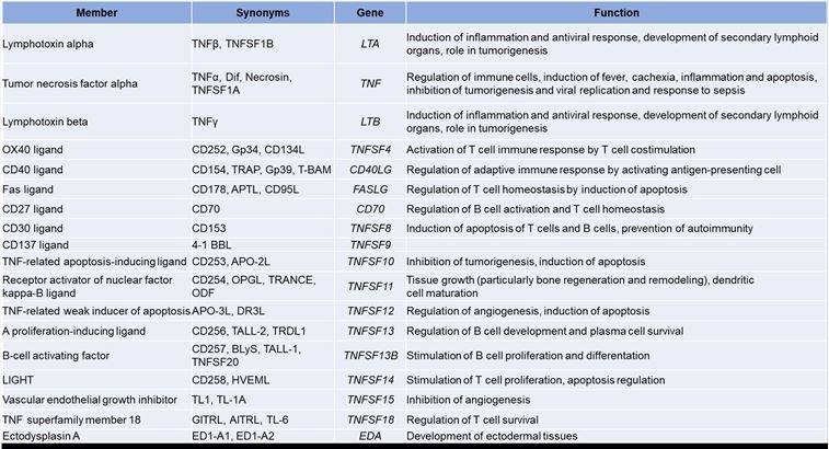 Members of TNFSFLs and their functions. - Creative Biolabs