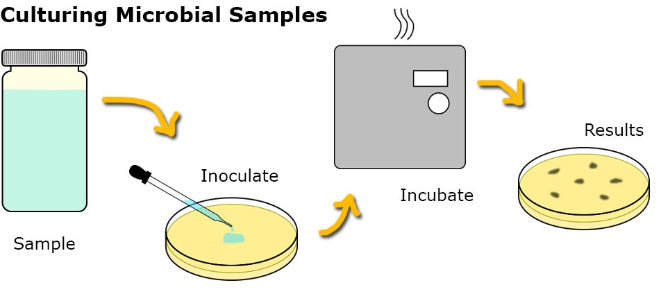 The Culturing Process of Microbial Tests