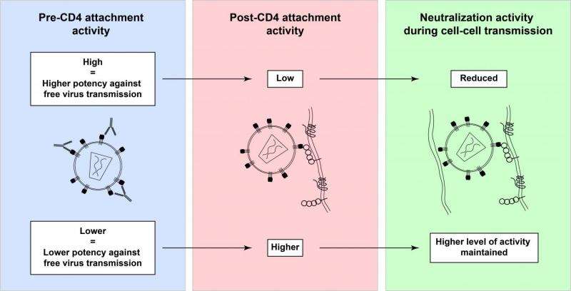 Neutralizing experiment for HPV Vaccine Potency Test – Creative Biolabs