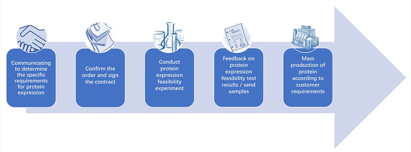 Protein expression service process – Creative Biolabs