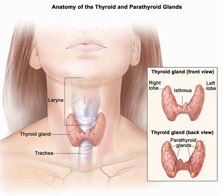 Anatomy of the Thyroid and Parathyroid Glands