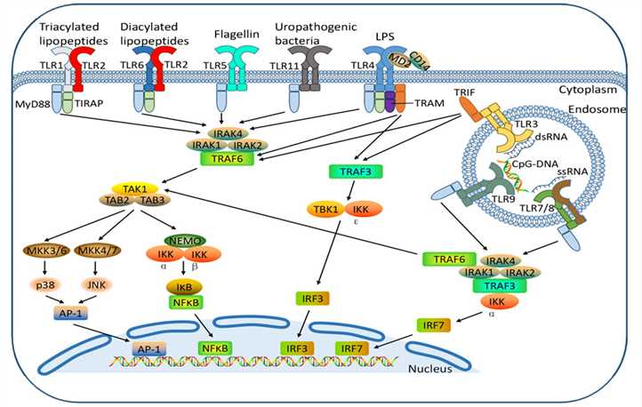Cell surface TLRs, including TLR-1, -2, -4, -5, -6, -10, and -11, and intracellular TLRs, including TLR-3, -7, -8, and -9, recognize their specific PAMPs to activate TLR signaling cascades.