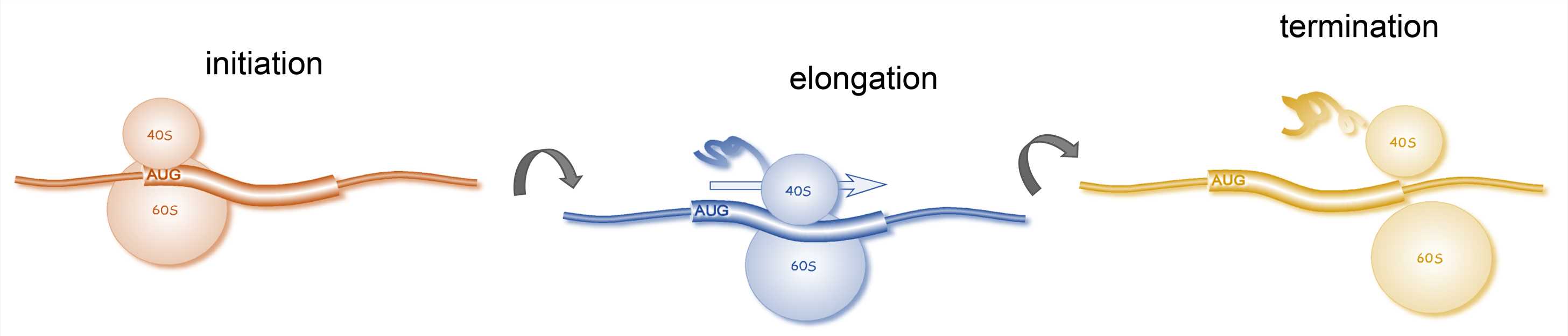 Protein translation process - Creative Biolabs