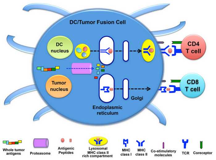 DC-tumor fusion cells obtained by fusion of DCs and whole tumor cells express MHC class I and II molecules, co-stimulatory factors, and multiple tumor-associated antigens (TAAs). The DC-tumor fusion cells are able to process multiple TAA-derived peptides from tumor cells and load them on MHC class I molecules in the endoplasmic reticulum, resulting in the cell surface expression of the peptide-MHC class I complexes for presentation to CD8+ T cells. DC-tumor fusion cells can also synthesize MHC class II-restricted peptides in the endoplasmic reticulum, which are transported to the cytoplasm where MHC class II-peptide complexes are assembled with multiple tumor-derived peptides. These complexes are presented to CD4+ T cells, which are important for the efficient induction of antigen-specific polyclonal cytotoxic T lymphocyte (CTL) responses.