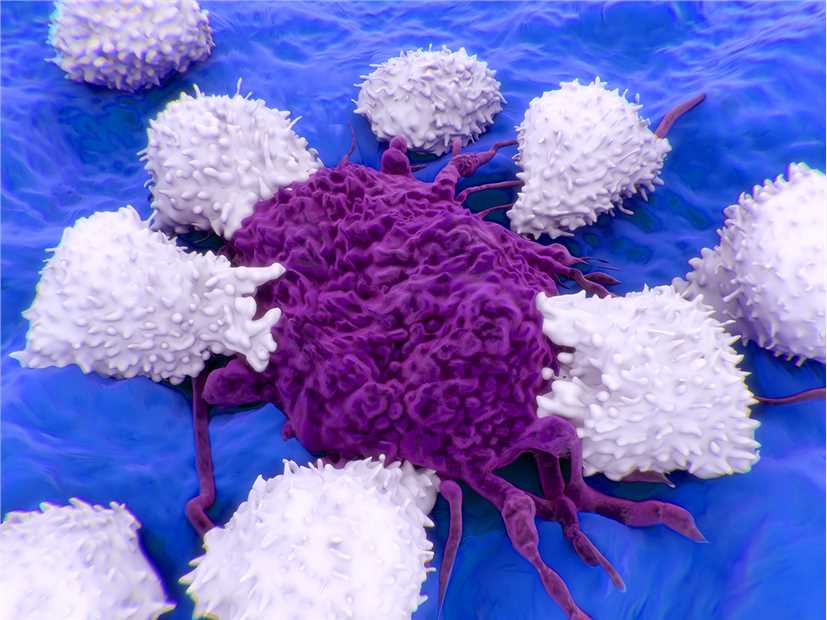 Tumor Cells - Creative Biolabs