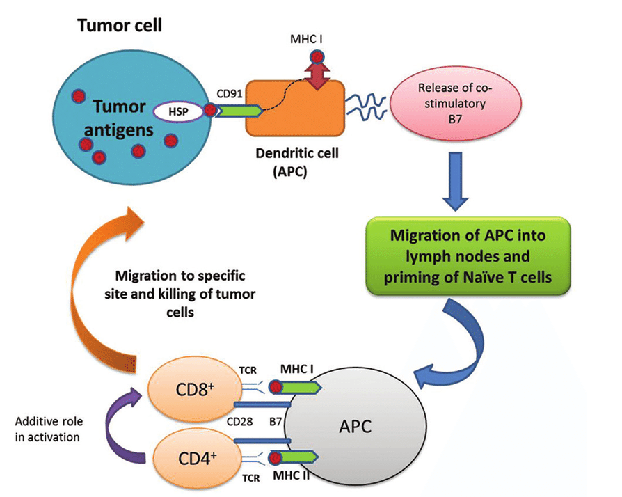 Role of heat shock proteins in cancer: Heat shock proteins (e.g., gp96) stimulating anticancer immunity.