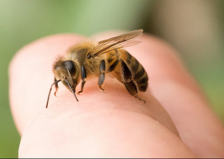 Vaccines for Bee Venom Allergy– Creative Biolabs