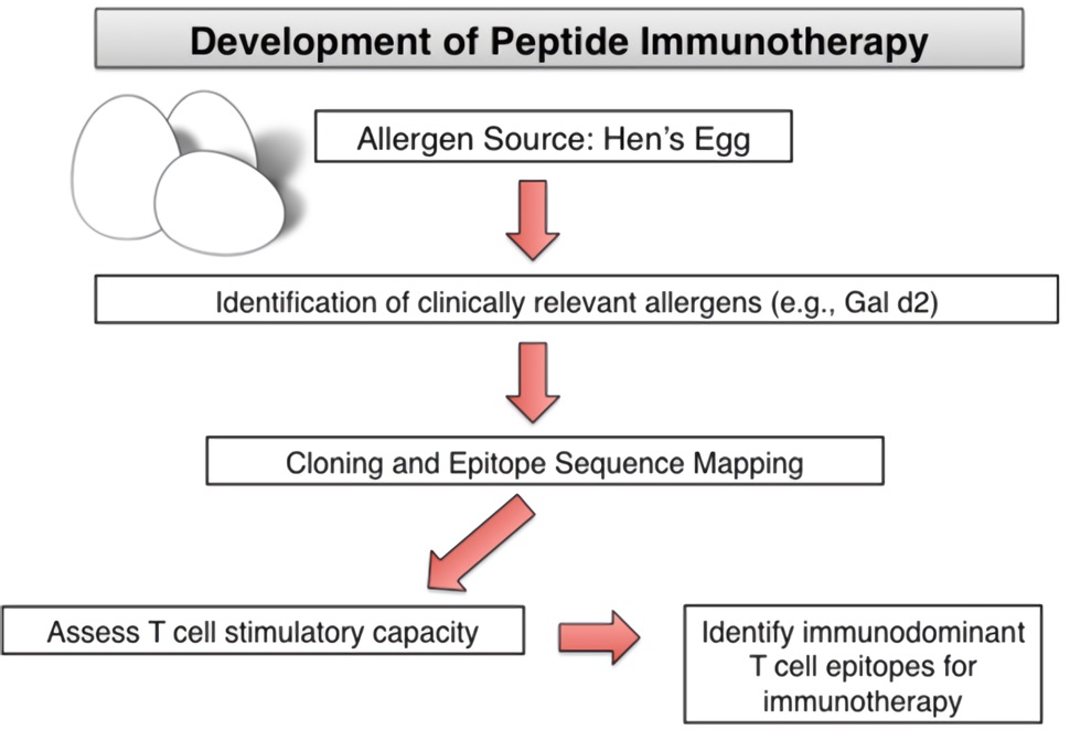 Identification of T cell epitopes in peptide immunotherapy.