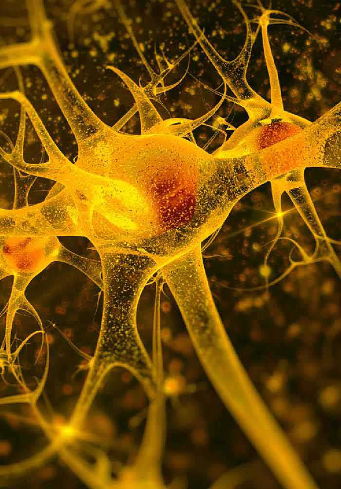 Neuron – Creative Biolabs