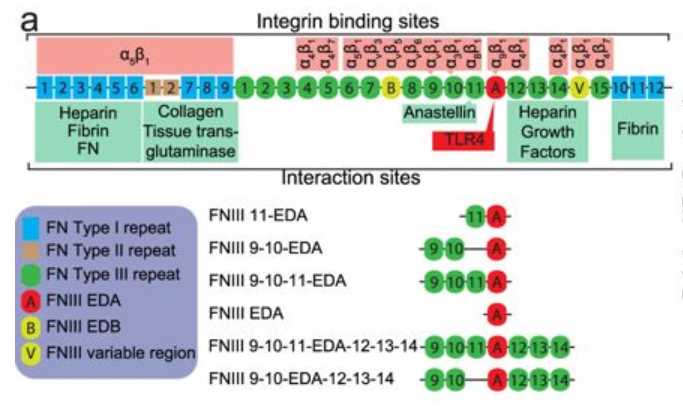 FNIII EDA-containing FN fragments produced and of full-length FN with some of its interaction sites displayed.