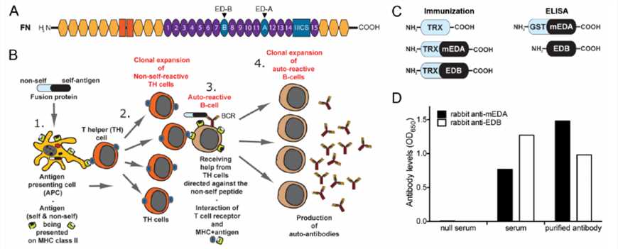 Fig. 2 Production of vaccine proteins and antibodies targeting the ED-A and ED-B domains. (Femel, Julia, et al., 2014) (OA Literature)
