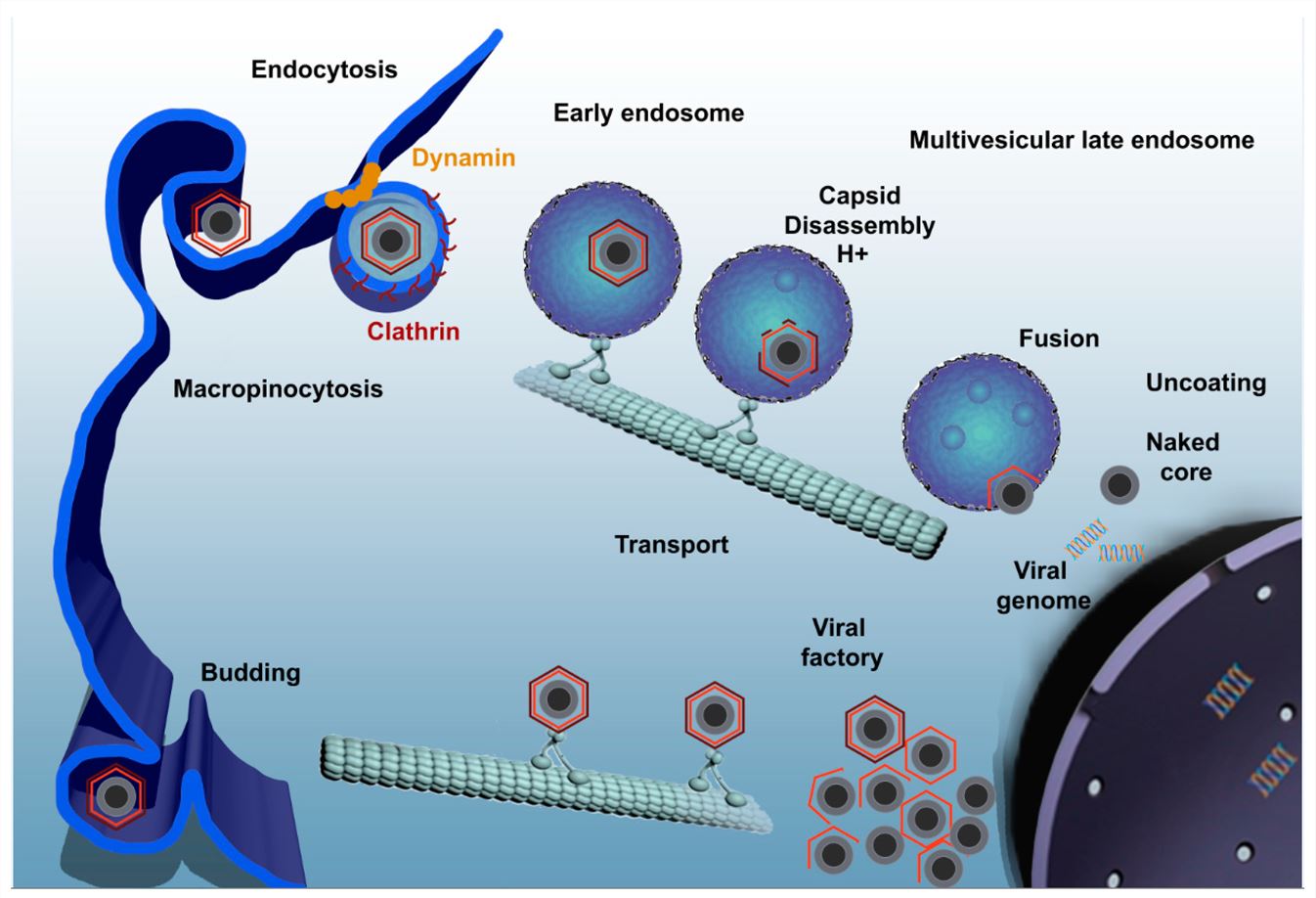 Fig.1 Mechanisms employed by the African swine fever virus for invading host cells. (Galindo, Inmaculada & Covadonga Alonso, 2017) (OA Literature)
