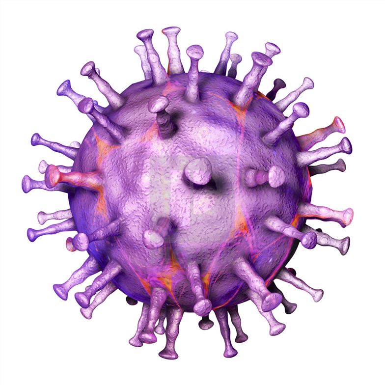 The African Swine Fever Virus – Creative Biolabs.