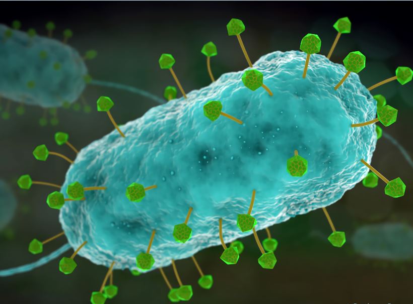 Vaccines for Bacteria from Clostridium Family– Creative Biolabs