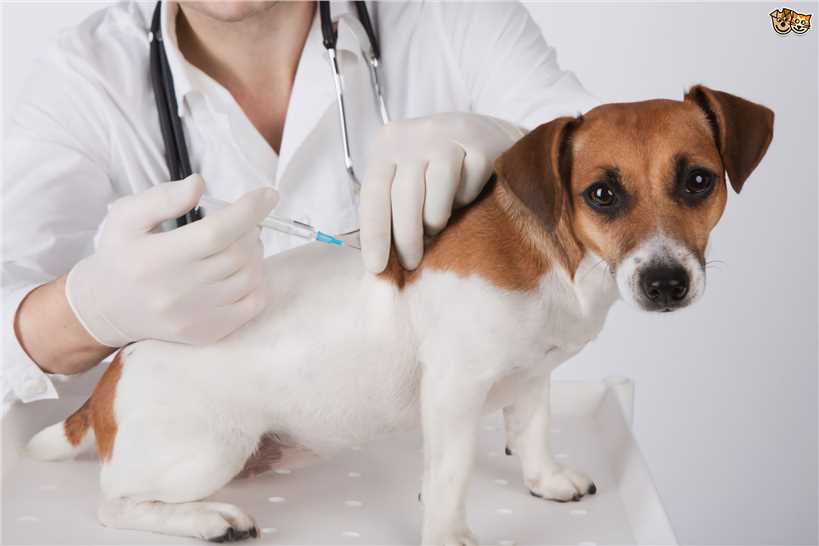 Vaccines for Canine Parvovirus– Creative Biolabs