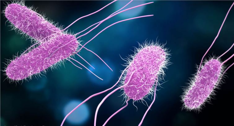 Vaccines for <em>Clostridium botulinum</em>– Creative Biolabs