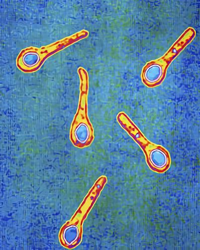 Vaccines for <em>Clostridium tetani</em>– Creative Biolabs