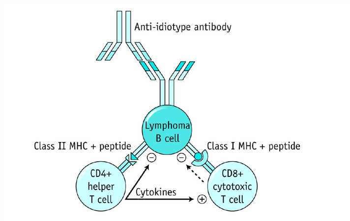 Immune effectors recruited by active vaccination against idiotype. Idiotype vaccination has the potential to induce anti-idiotype antibodies and CD4+ and CD8+ T cells, recognizing idiotype peptides in association with major histocompatibility complex (MHC) molecules on the cell surface.