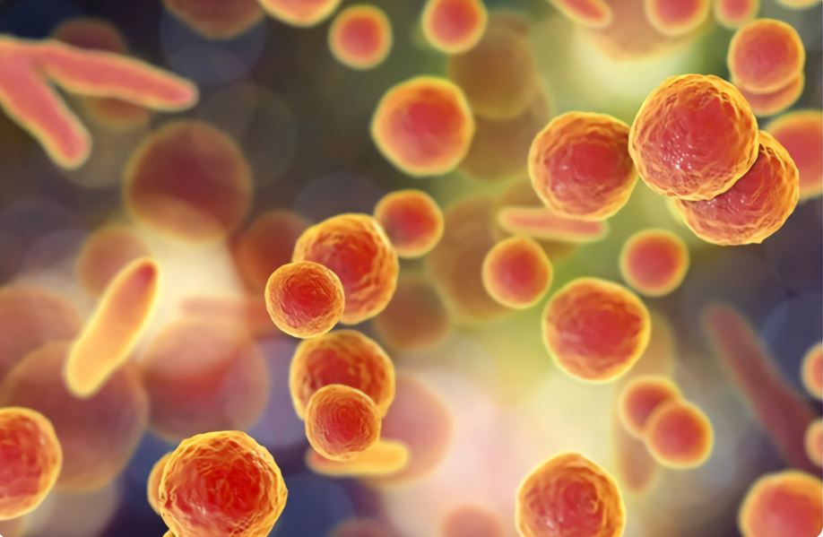 Vaccines for Mycoplasma genitalium– Creative Biolabs