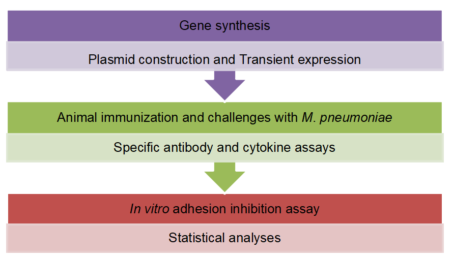 Workflow for Mycoplasma pneumoniae Vaccines