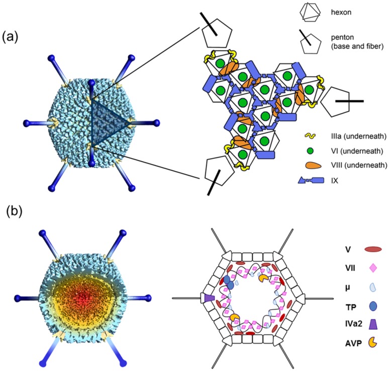 Fig. 1 Structure and components of the AdV. (San Martín, Carmen., 2012) (OA Literature)