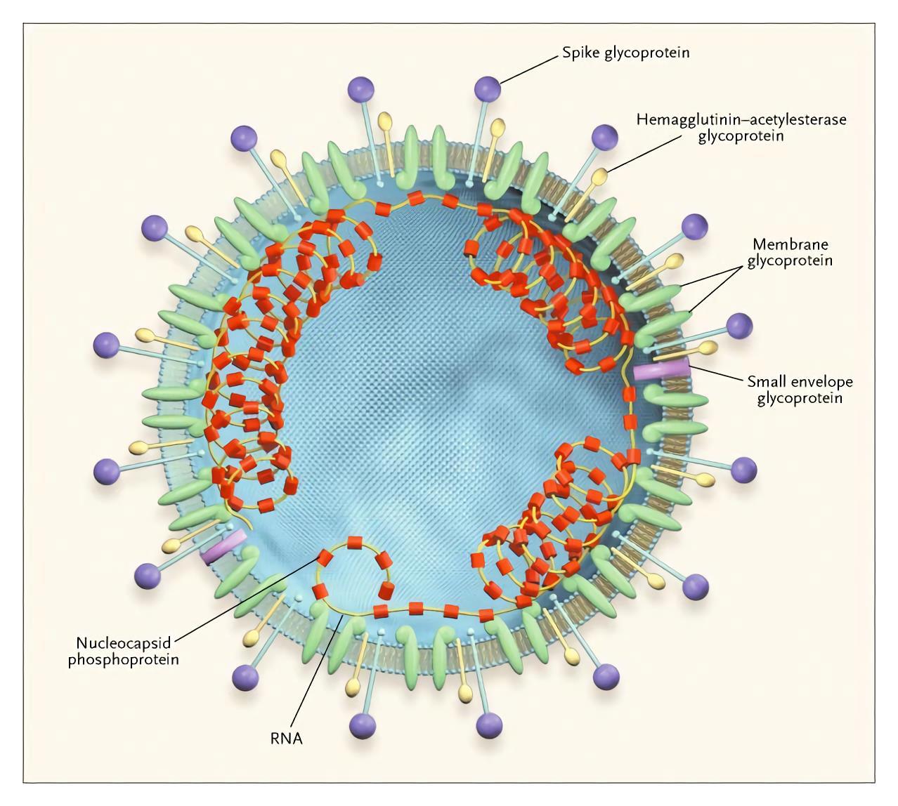 Structure of coronavirus.