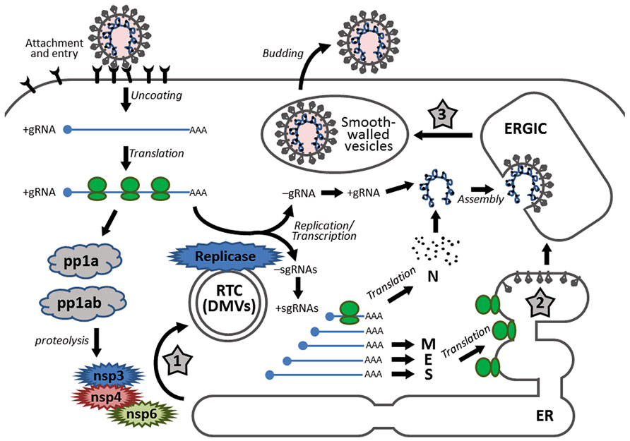 Fig. 1 Illustration depicting the process of coronavirus replication cycle. (Fung, To S & Ding X. Liu, 2014) (OA Literature)