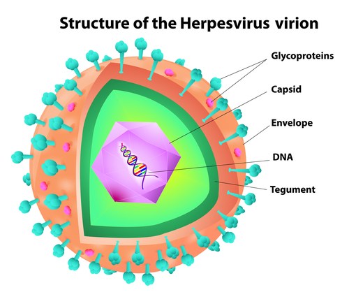 Structure of the Herpesvirus virion.