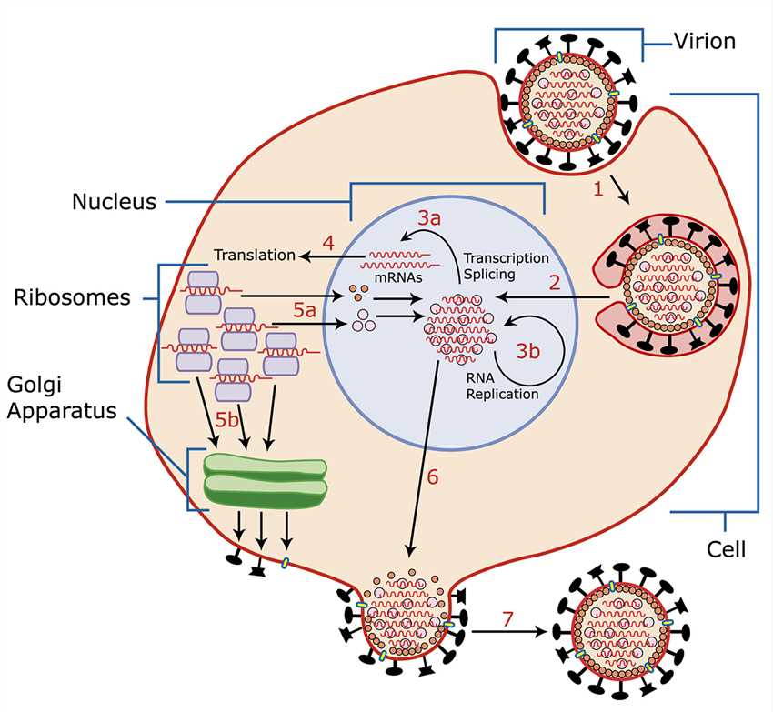 Invasion and replication of the influenza virus.