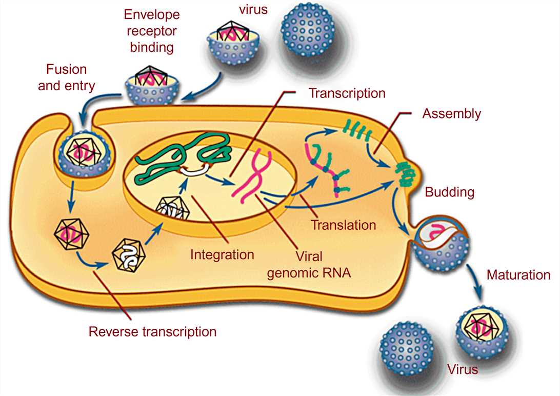 An overview of the replication cycle of retroviruses.