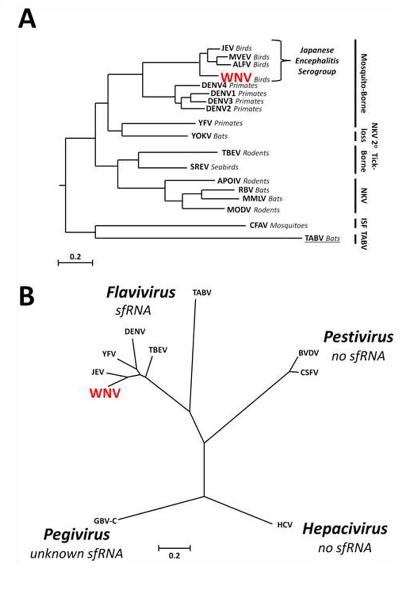 Phylogenetic Relationships and sfRNA Production Within The Genus Flavivirus and The Family Flaviviridae 