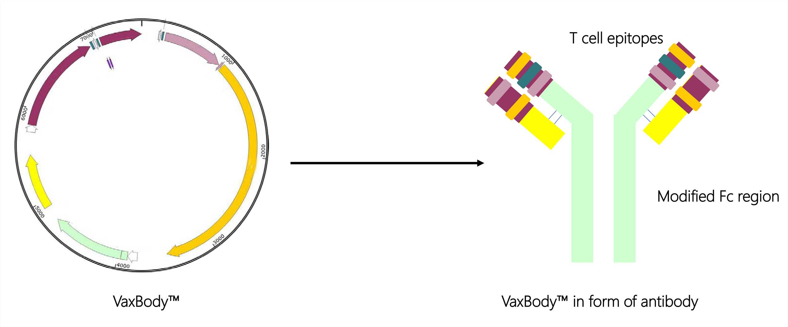 VaxBody™ - Creative Biolabs