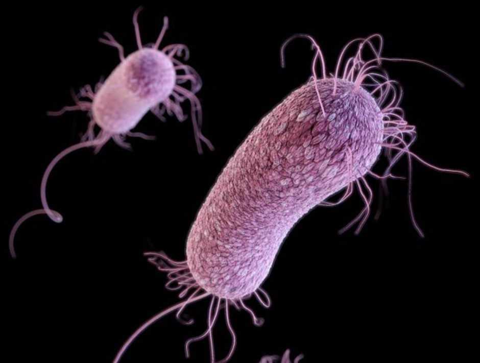 Bacteria – Creative Biolabs