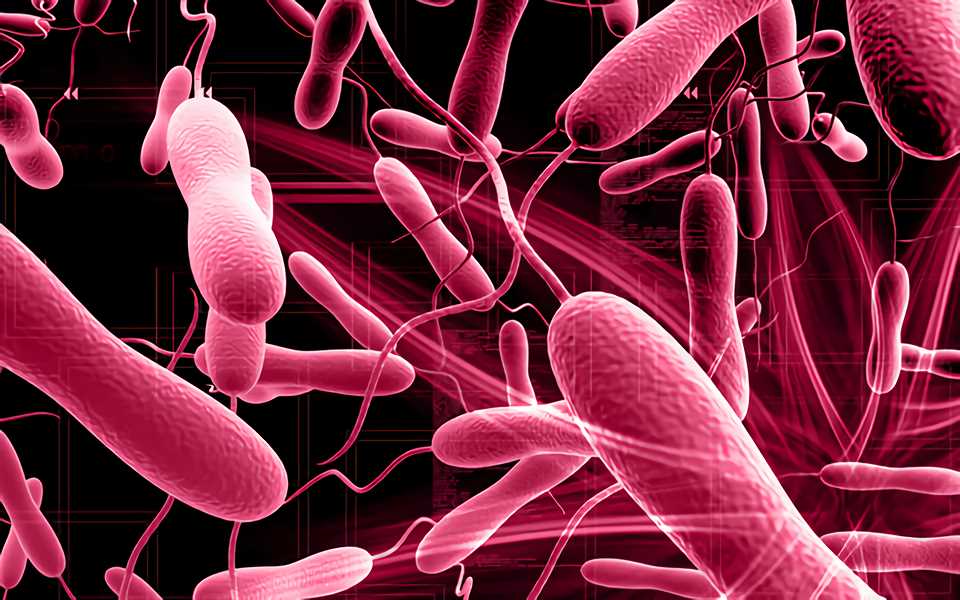 Vibrio Cholera as Vaccine-vectors– Creative Biolabs