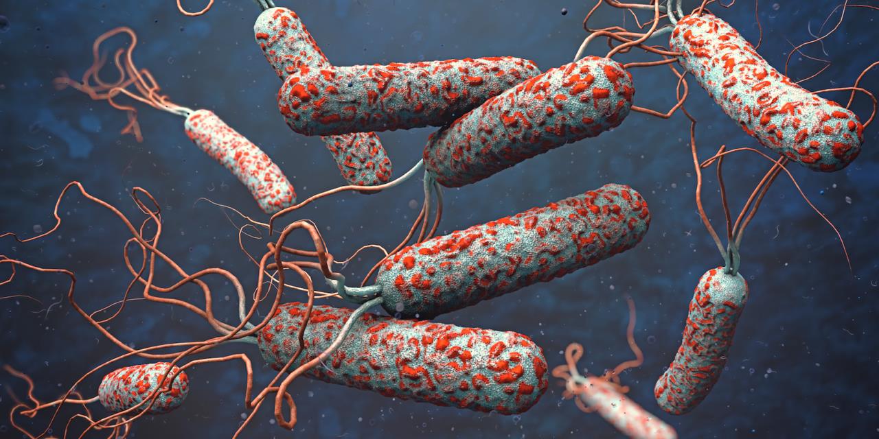 Vibrio cholerae Vaccines - Creative Biolabs