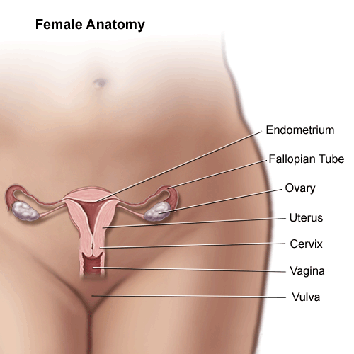 Female Anatomy - Creative Biolabs