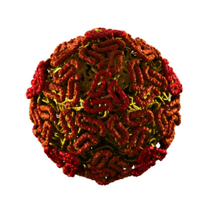 The Structure of West Nile Virus - Creative Biolabs