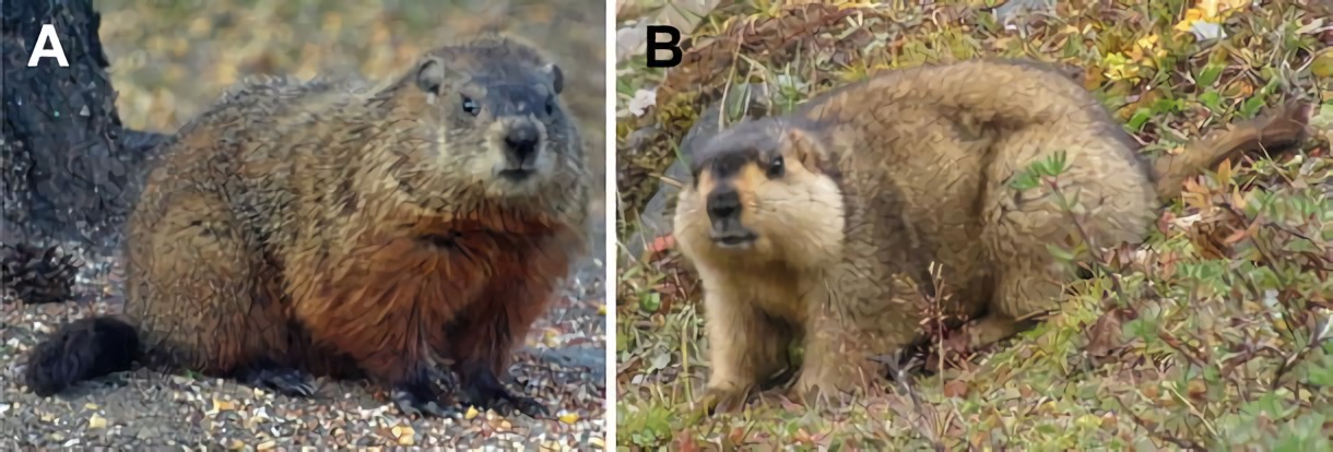 Fig. 1 Photographs depicting M. monax (a) and M. himalayana (b), two distinct species belonging to the eastern woodchuck family, are presented here. (Kosinska, Anna D., et al., 2015) (OA Literature)